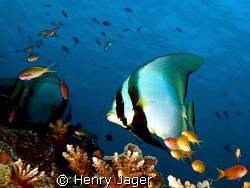 "Batfish" from Raja Ampat, West Papua by Henry Jager 